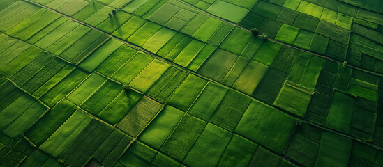 Background of green agronomy fields from a drone. 
