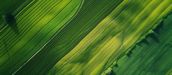Background of green agronomy fields from a drone. 
