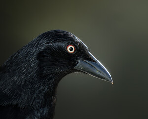 Hypopyrrhus pyrohypogaster