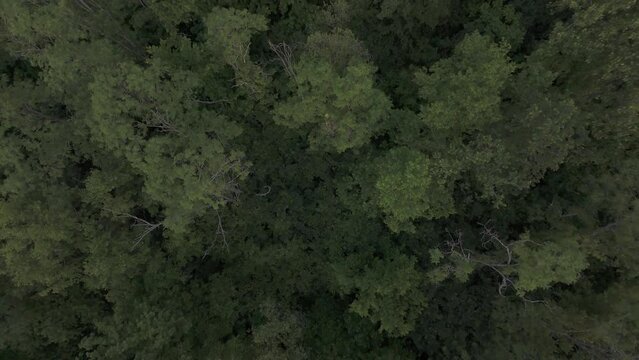 Outdoor arial view of trees in the forest