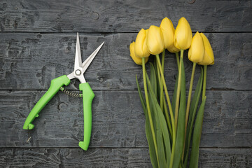 Garden Shears and Yellow Tulips on Rustic Wooden Table