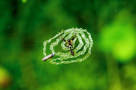 A detailed capture of a silver-bellied orb spider (Cyclosa argentata), showing its intricate web and captured prey. Wulai, Taiwan.