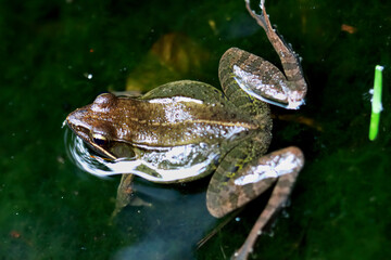 A close-up of a frog's head poking out of a pond, eyes wary. Surrounded by lush greenery, it...