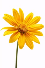 yellow flowers on a solid white background