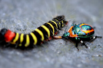 Vividly captured footage of Eocanthecona concinna preying on the larvae of the family Geophyllidae. Demonstrate the workings of natural cycles. Wulai, Taiwan.
