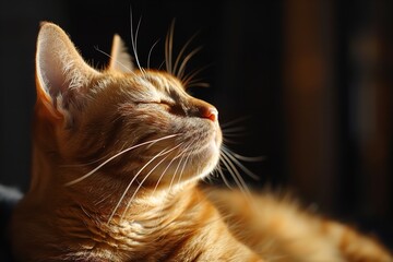 A brown cat portrait with closed eyes, enjoying the morning light at home, set against a hazy background with copy space, Generative AI.