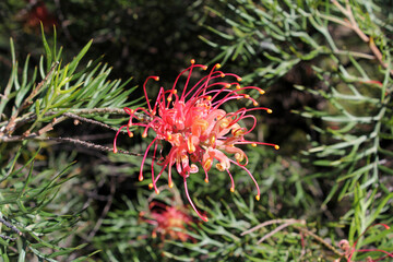 Red grevillea flower on a plant in a native Australian garden
