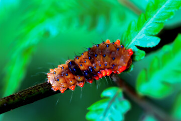 Detailed view of an orange Eterusia taiwana caterpillar with spiny projections on a plant stem....