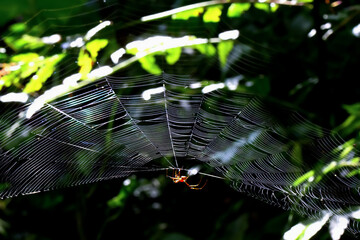 Detailed capture of spider on web under sunlight. The intricate network pattern is clearly visible...