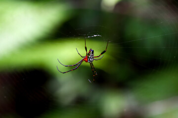 Detailed view of an Argiope versicolor spider in its web. Vibrant colors and patterns are visible against a natural green background. Wulai, Taiwan.