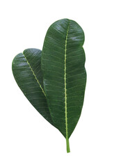  Close up green leaves of plumeria or frangipani tree isolated on transparent background.