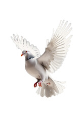Obraz premium Harmony in Flight: White Dove