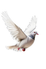 Fototapeta premium Wings of Peace: White Dove 