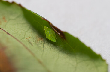 Detailed macro shot of A tea green leafhopper (Jacobiasca formosana), known for influencing Oriental Beauty tea flavor. Taiwan.