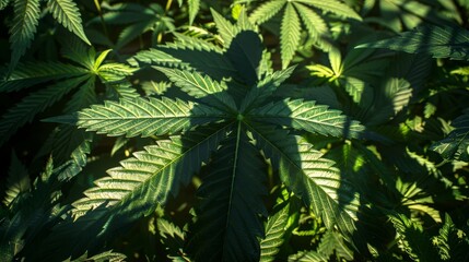 Fototapeta premium Cannabis leaf casting a shadow in the shape of a human silhouette