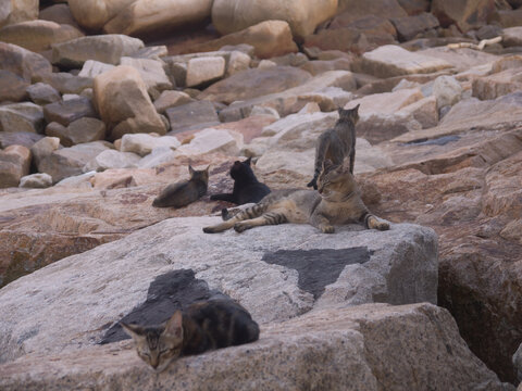 Cats on Stanley village embankment and famous Blake pier in Hong Kong