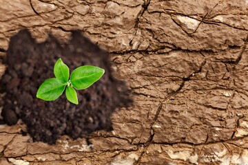 A desert green plant in dry soil