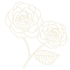 Carnation design