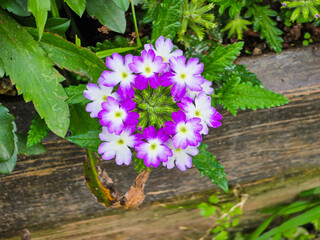 Purple Verbena Hybrida, Garden Hybrida, Verbena hortensis Hort. Verbenacea, Verbena.