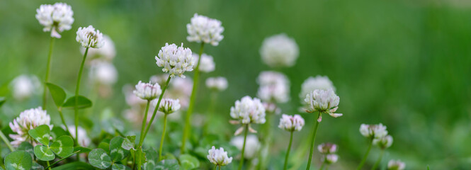 Panoramic view of white clover flowers on green color bokeh background	