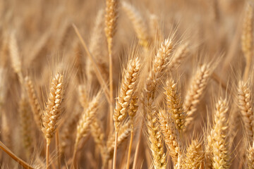golden wheat field. Ears of golden wheat close up.