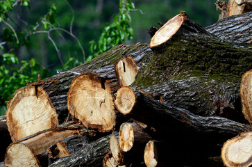 積まれた丸太