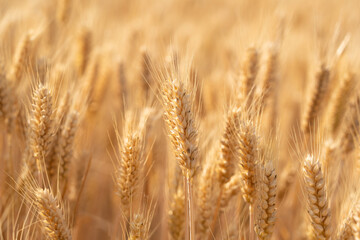 golden wheat field. Ears of golden wheat close up.