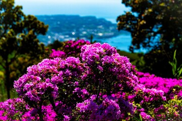 経塚山のミヤマキリシマ