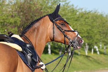 Dressage saddle horse portrait in outdoor