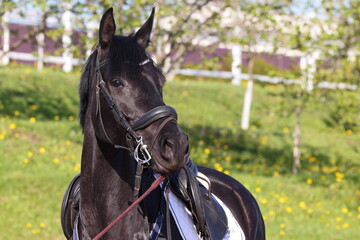 Dressage saddle horse portrait in outdoor