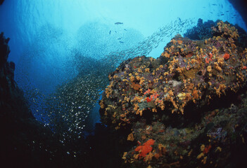 キンメモドキB