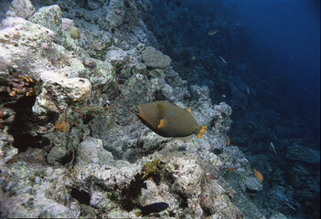 クマドリB（モルジブ）