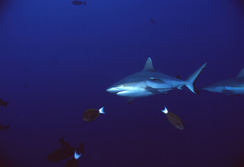 Fototapeta premium サメ（グレイリーフシャーク）A