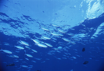 ブルーフェジラー　B（ササムロの仲間）