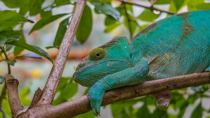 A bright green chameleon Calumma globifer lurked on a tree branch. Patterns on the skin, paws, and...