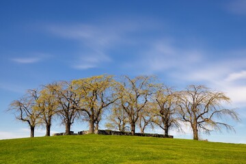 Obraz premium Elm grove at Woodland Cemetery in Stockholm, Sweden 