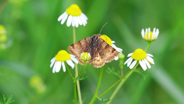 Burnet companion, euclidia glyphica moth insect suck nectar from matricaria chamomille, chamomile flower. Czech nature
