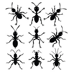 Set of Anole Ant black Silhouette Vector on a white background