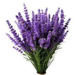 Naklejka premium Bush of Purple Lavender Flowers