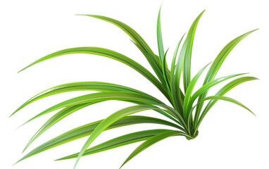 Spider Plant Thin Leaf Isolated On Transparent Background PNG.