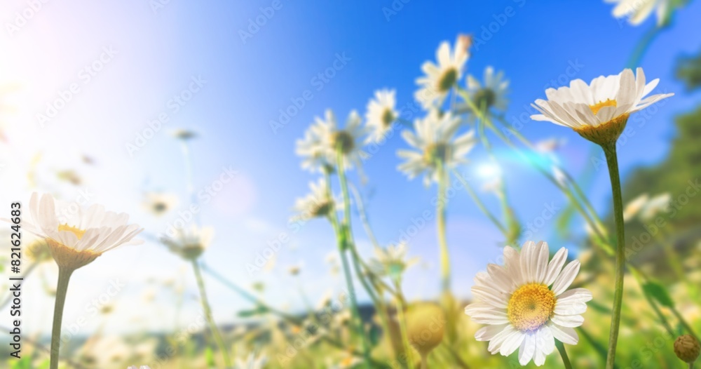 Poster chamomile fresh wild flower at meadow