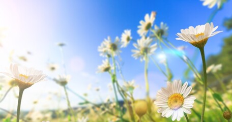 Chamomile fresh wild flower at meadow