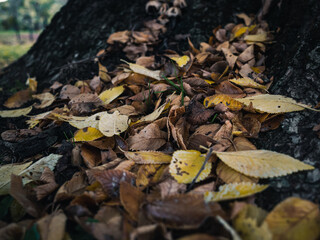 Autumn leaves on the ground