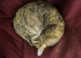 Abandoned cat in street