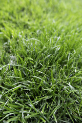 Green hedge background