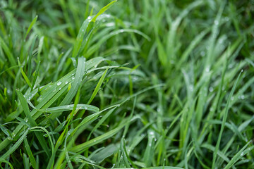Wet grass with raindrops after rain.