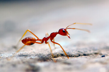 a red ant in the morning