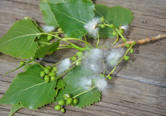 branch of blooming poplar on a wooden background. poplar fluff and poplar leaves.