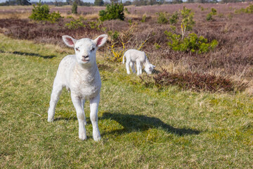Two little white lambs in the grass in national park Drents-Friese Wold, Netherlands