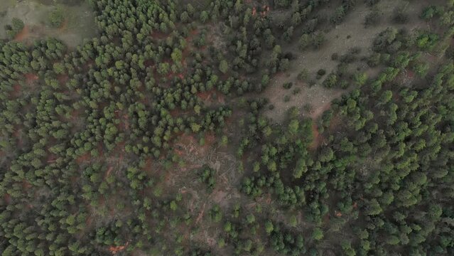Drone fly above green treetops of Pakistani's Iced mountain reveals Nanga Parbat